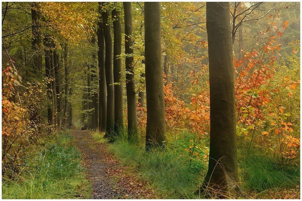 The colors of the forest.