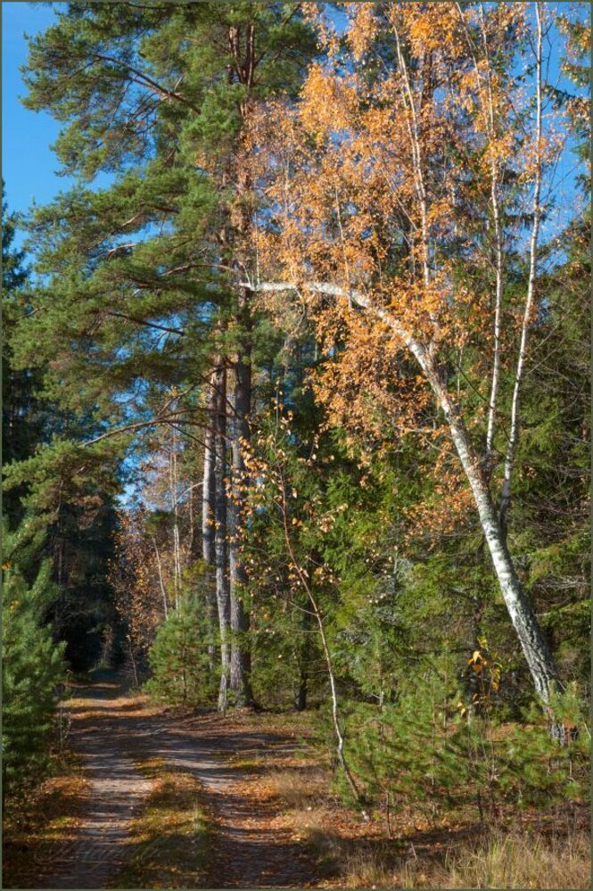 Дорогой в лес