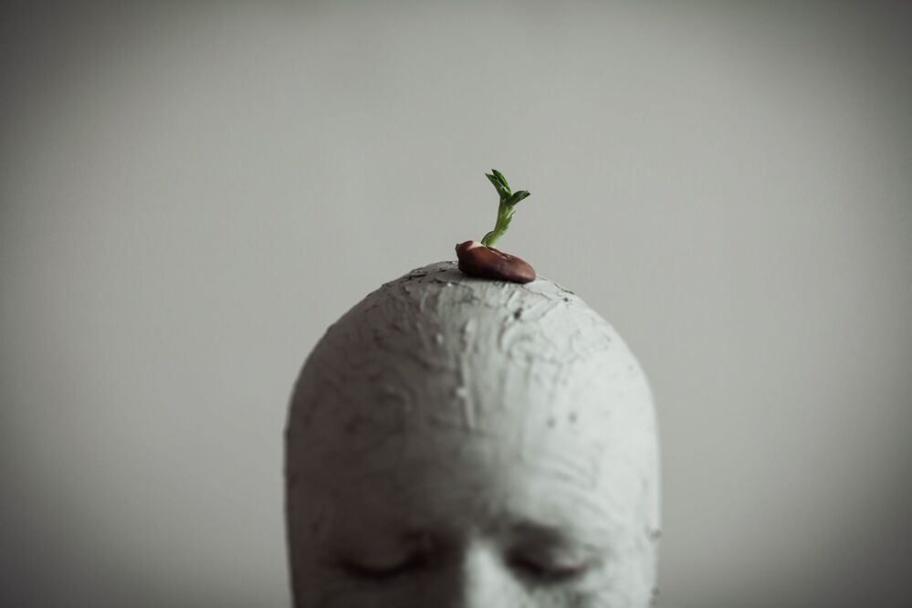 The sprout