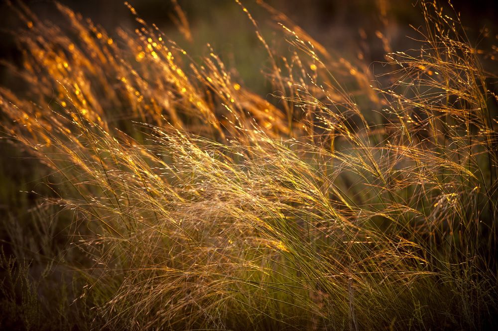 Чуть дальше от воды встречается ковыль (лат. Stipa), самое распространенное степное растение в Казахстане.