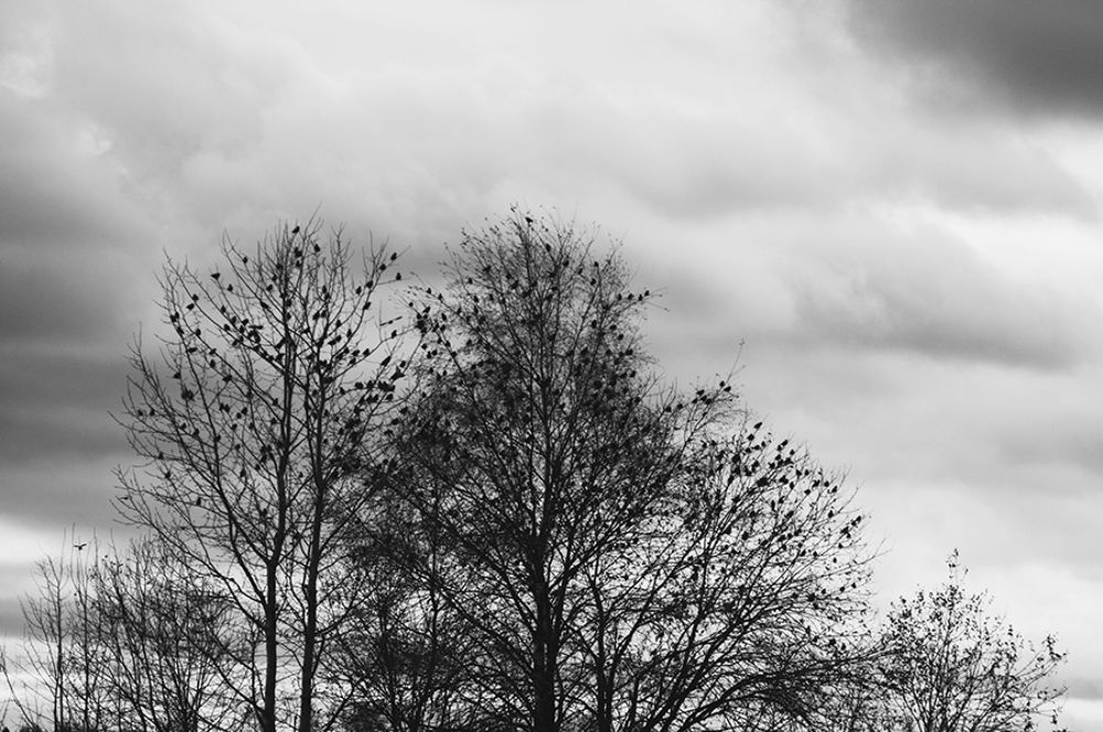 Birds part2