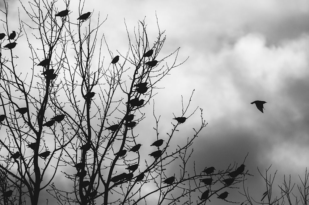 Birds part2