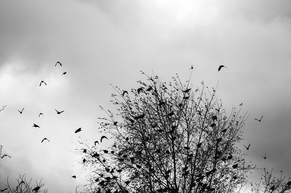 Birds part2