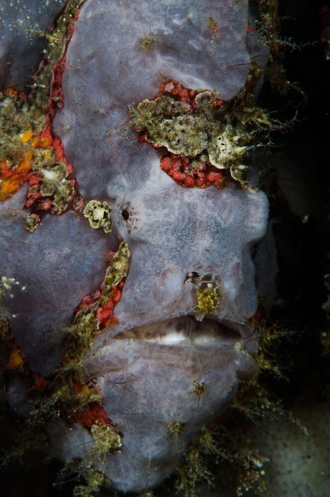 Frog fish