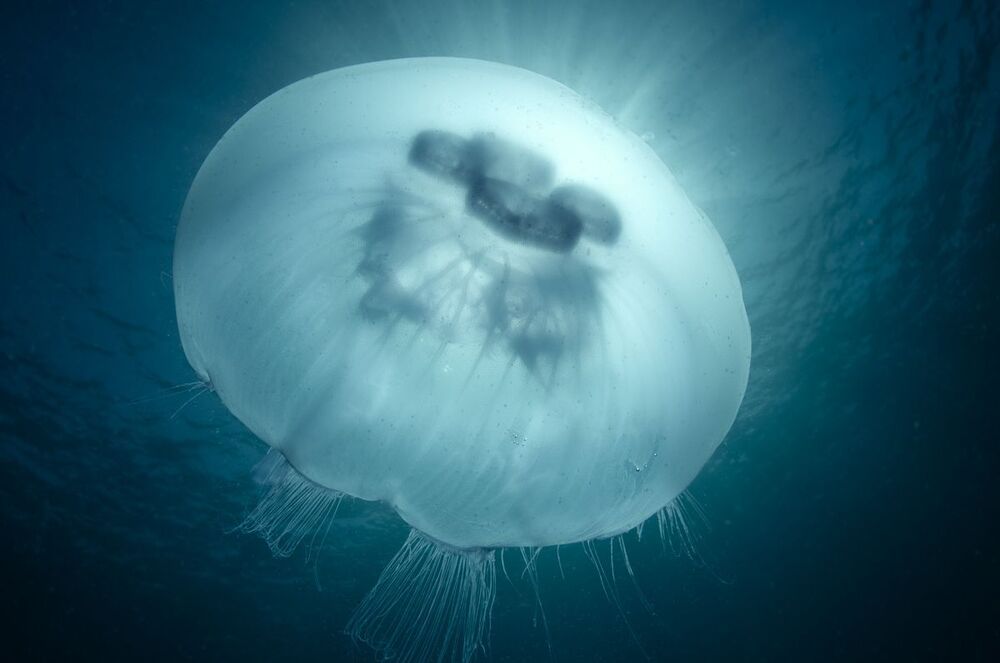 Shining jellyfish