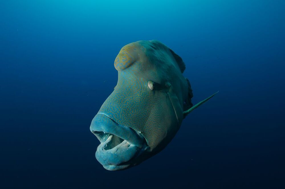 Napoleon fish