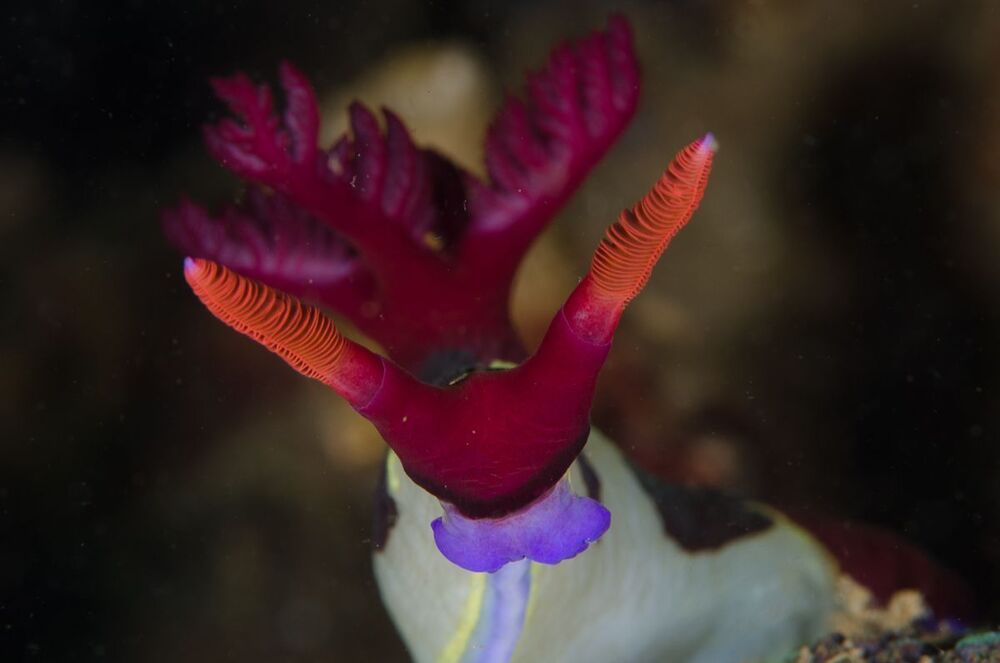 Portrait of Nembrotha chamberlaini nudibranch