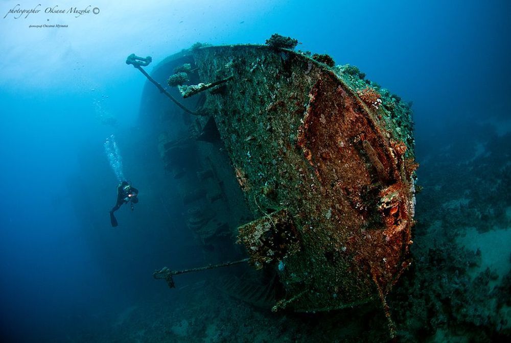 Сафари по Красному морю.