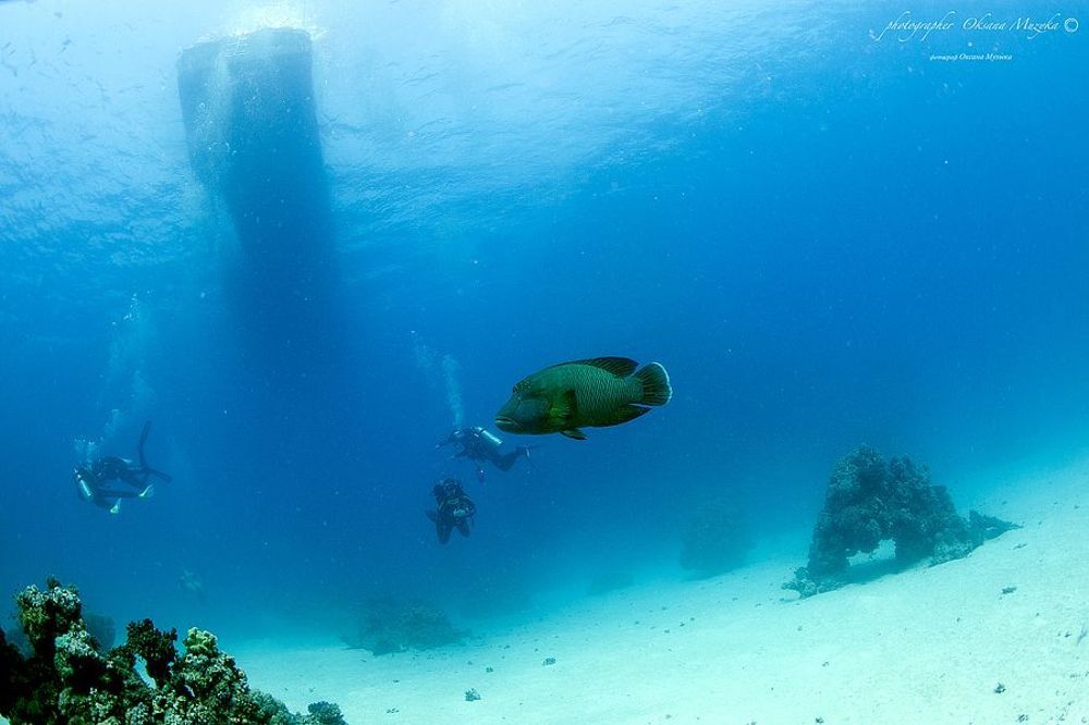 Сафари по Красному морю.