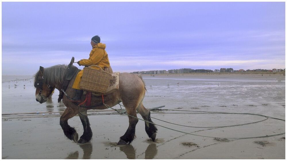 Every day they go in the North Sea with horses.
