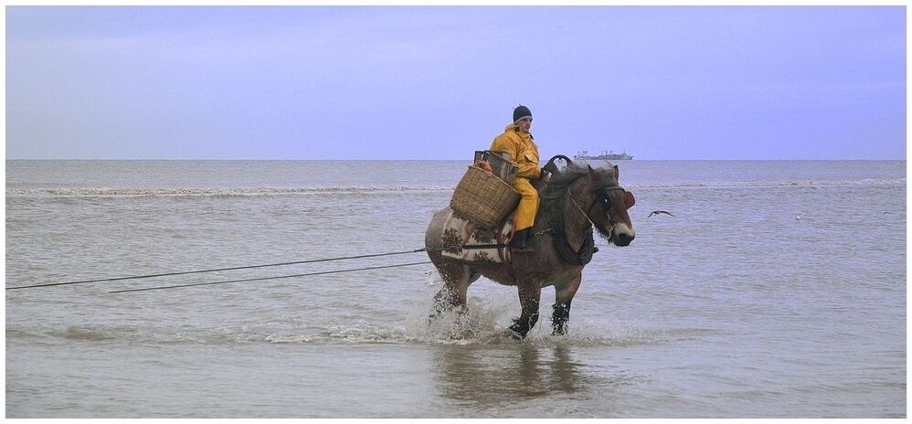 The horse remains 10 minutes in sea.