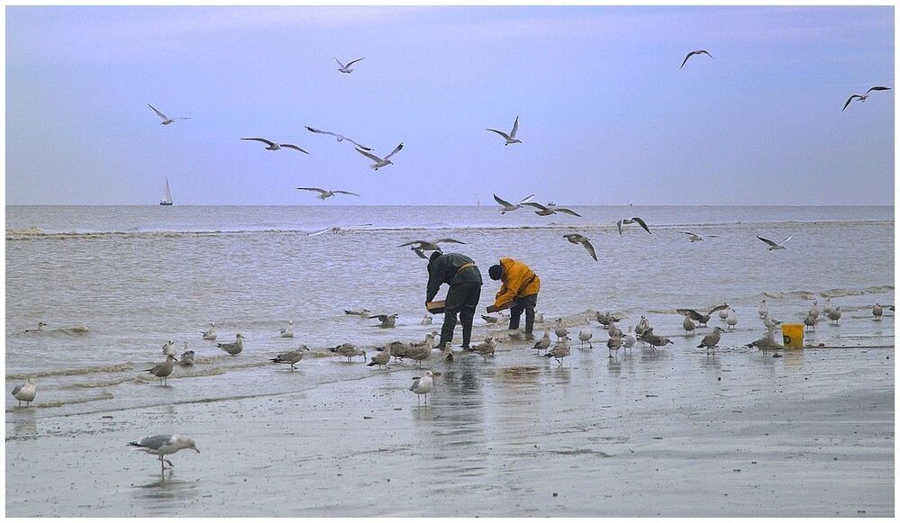 The shrimp fisherman of the North Sea.