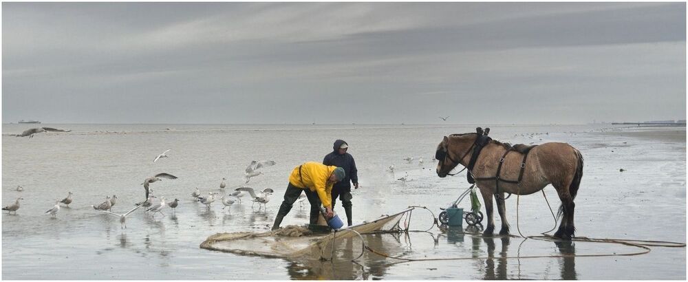 The shrimp fisherman of the North Sea.