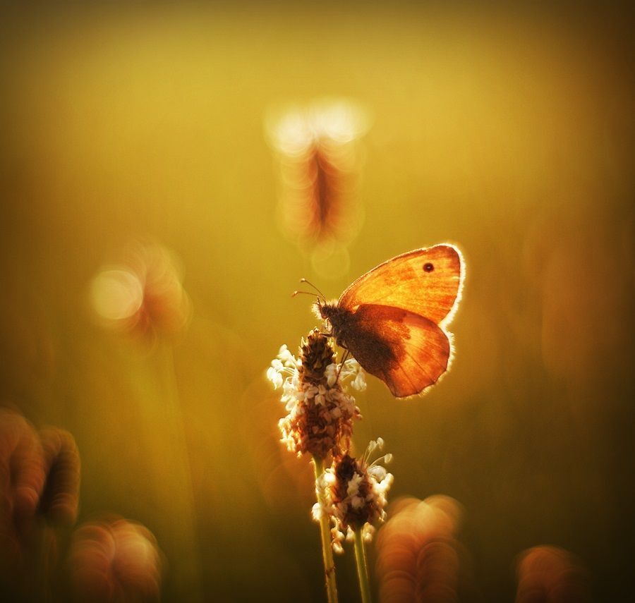 Photo 472437