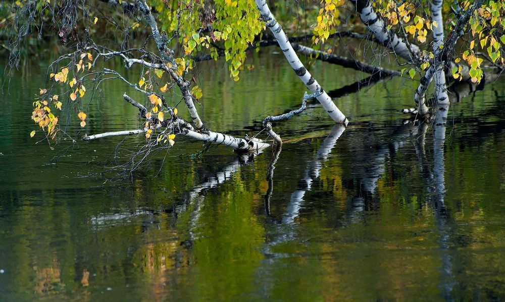 01 Необычайно высокая вода в реках, затопленные деревья частенько ассоциировались с весенним половодьем&hellip;