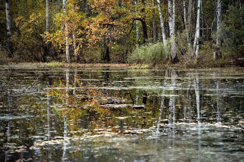 03 Старицы, обычно полусухие осенью, бодро поблескивали водной гладью&hellip;