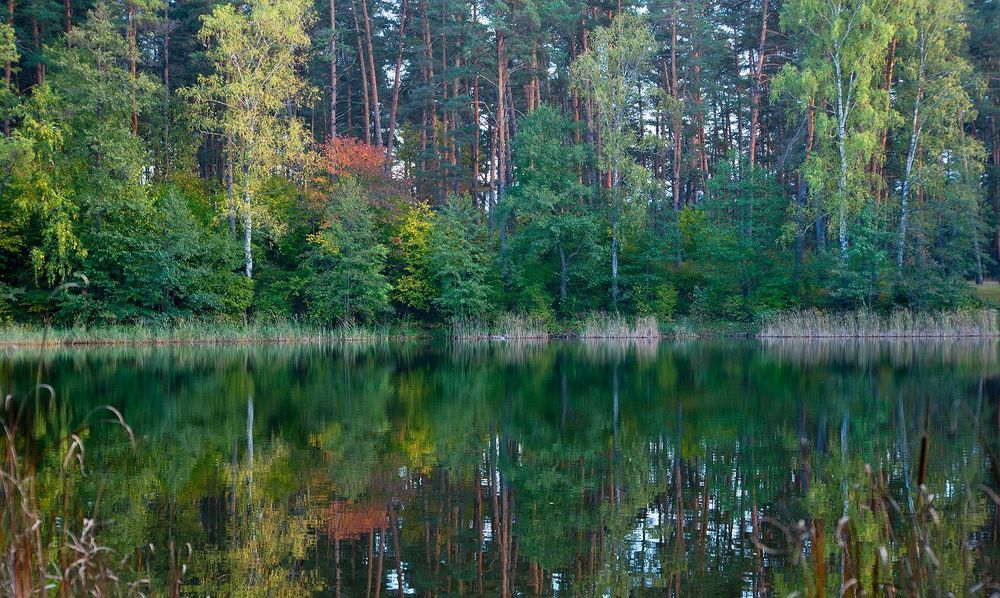 05 Солнце, нечастый гость этой осенью, все же пыталось иногда подсветить краски осеннего леса&hellip;
