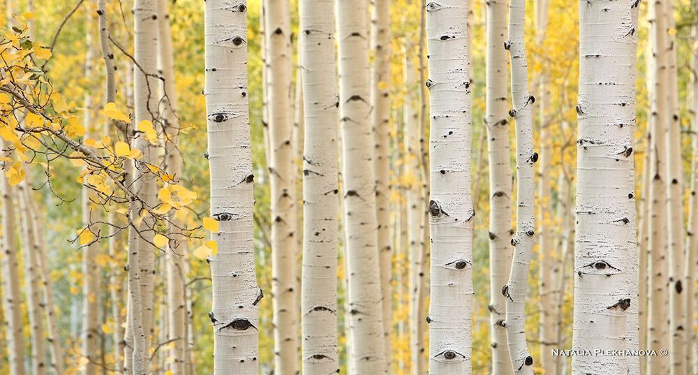 &ldquo;Aspen Eyes&rdquo; Last Dollar Road, San Juan Mountains, Colorado, USA