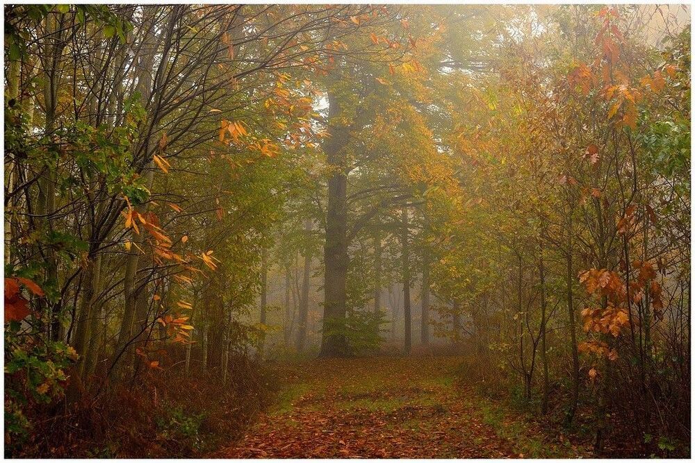 A misty autumn day in the forest.