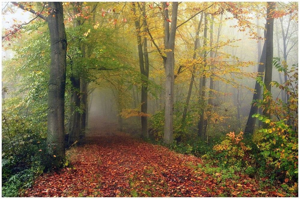 A misty autumn day in the forest.