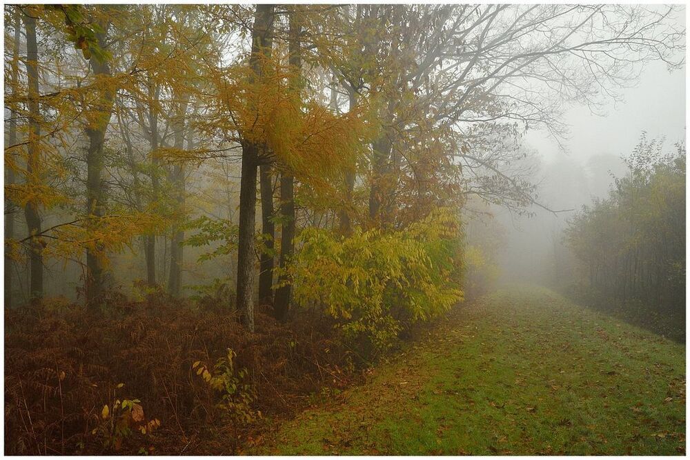 A misty autumn day in the forest.