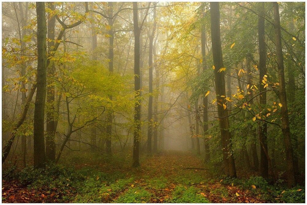 A misty autumn day in the forest.