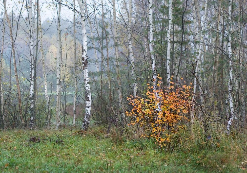 Простые фрагменты осени