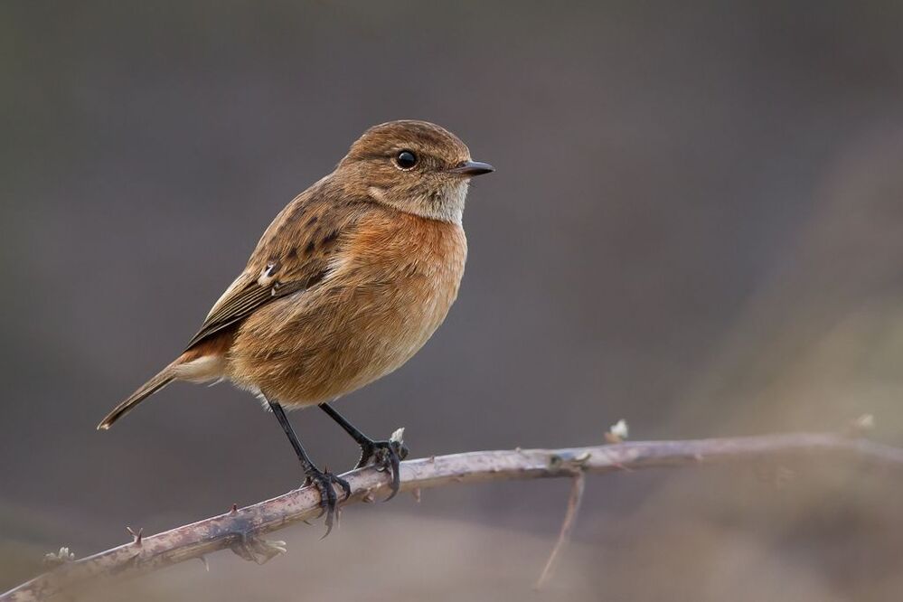 Stonechat