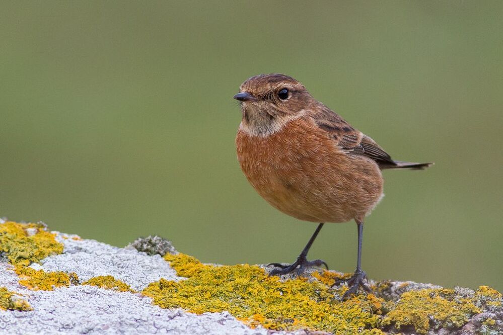 Stonechat