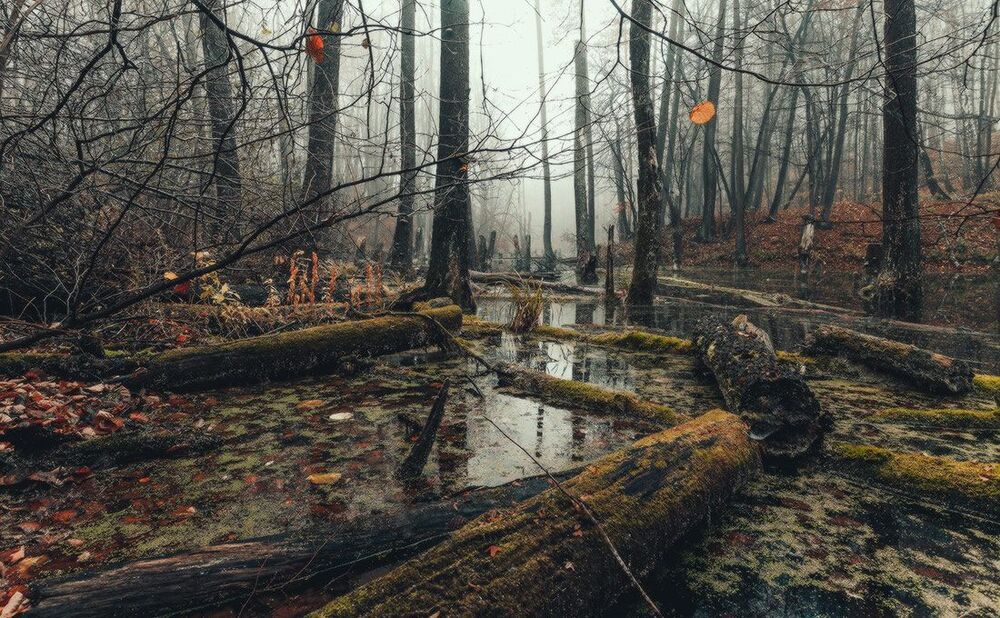 Темная вода....