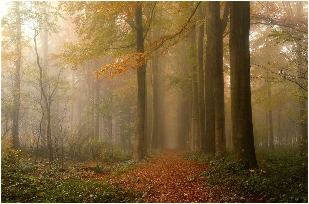 Mysterious forest.
