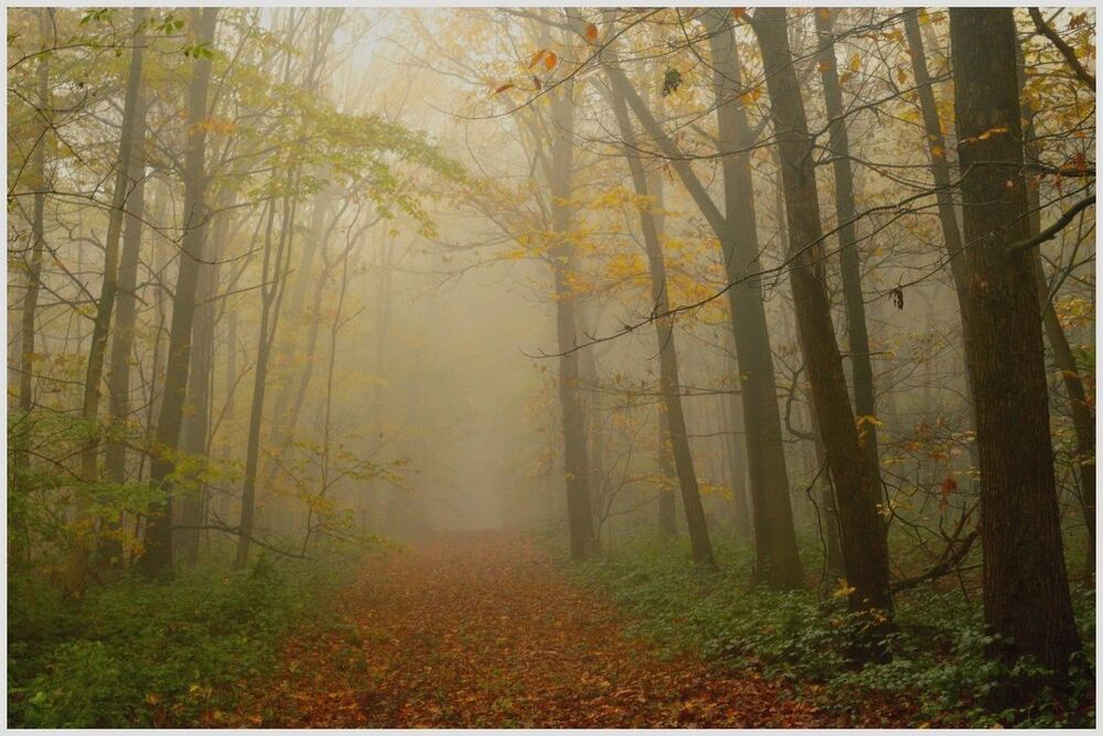 Mysterious forest.