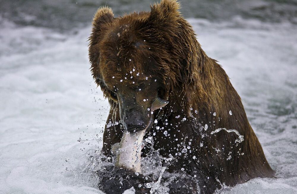 ALASKA (DENALI & KATMAI)
