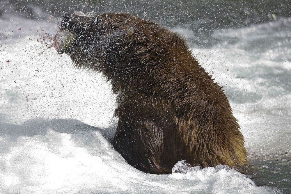 ALASKA (DENALI & KATMAI)
