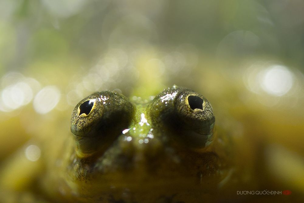 DQD Macro