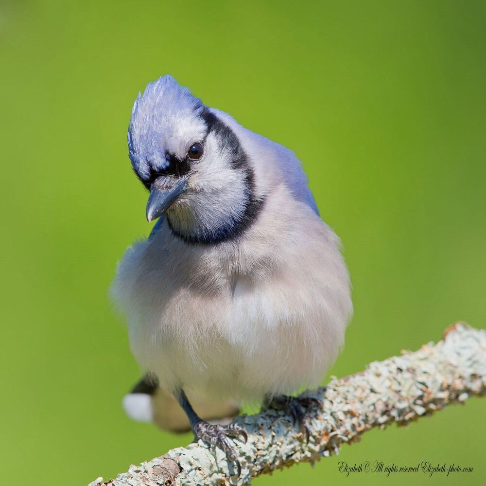 Голубая сойка - Blue Jay