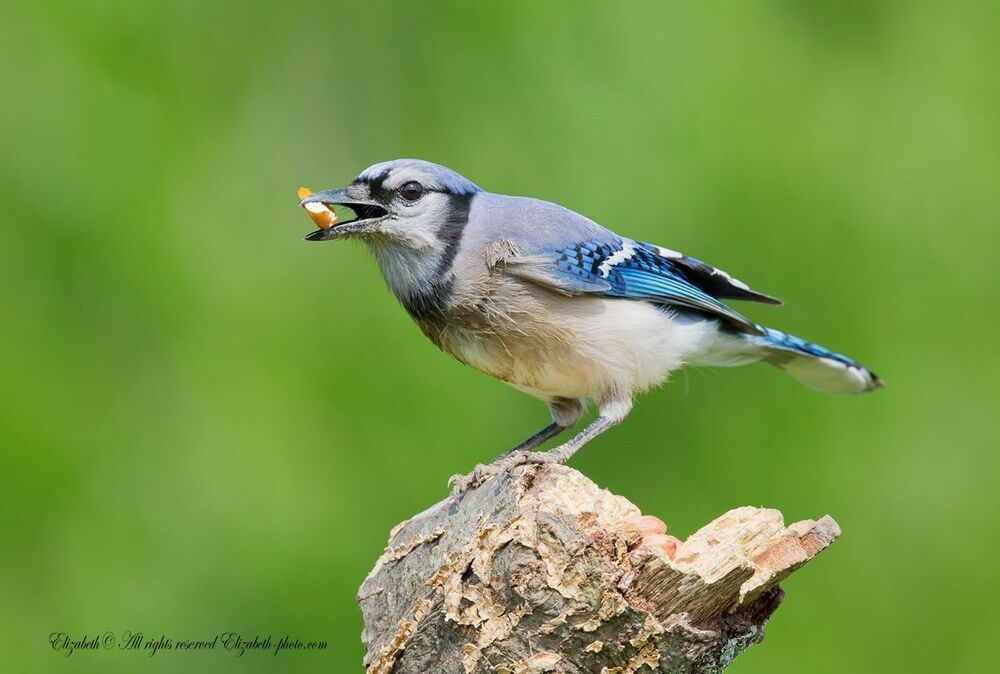 Голубая сойка - Blue Jay