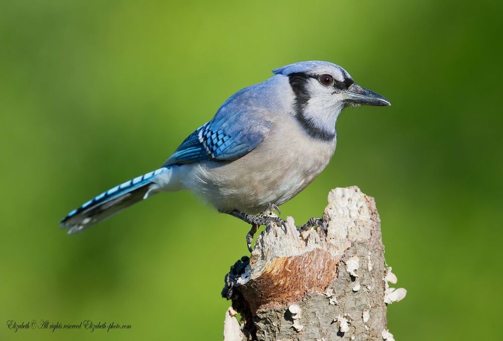Голубая сойка - Blue Jay