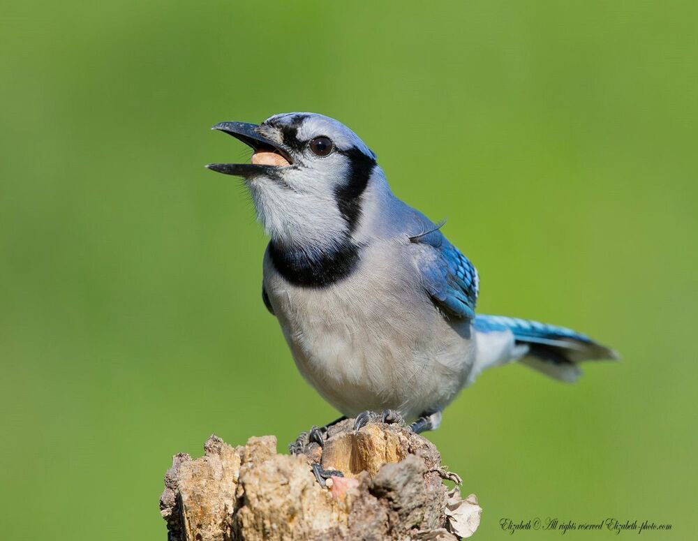 Голубая сойка - Blue Jay