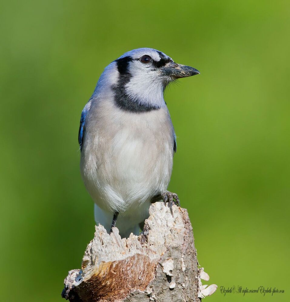 Голубая сойка - Blue Jay