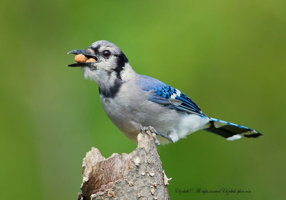 Голубая сойка - Blue Jay