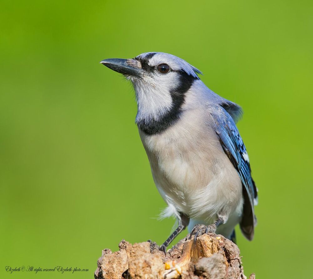 Голубая сойка - Blue Jay