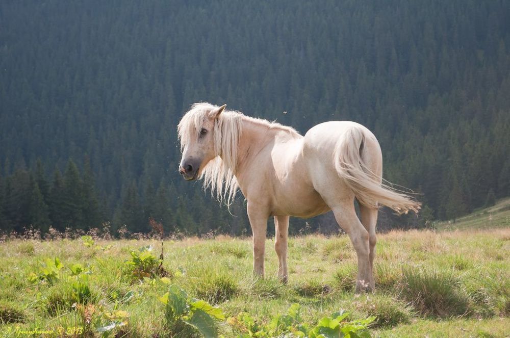 На полоныне