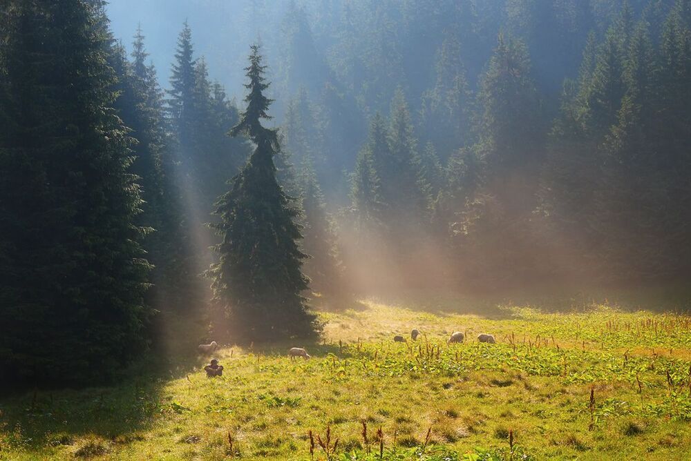 Карпатская пастораль