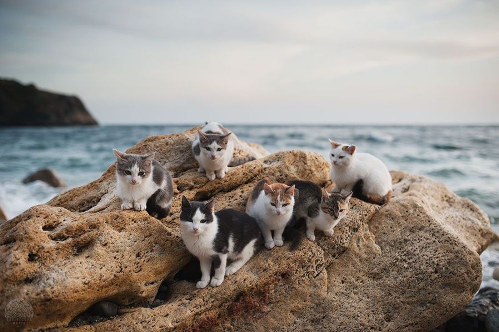 морские котики