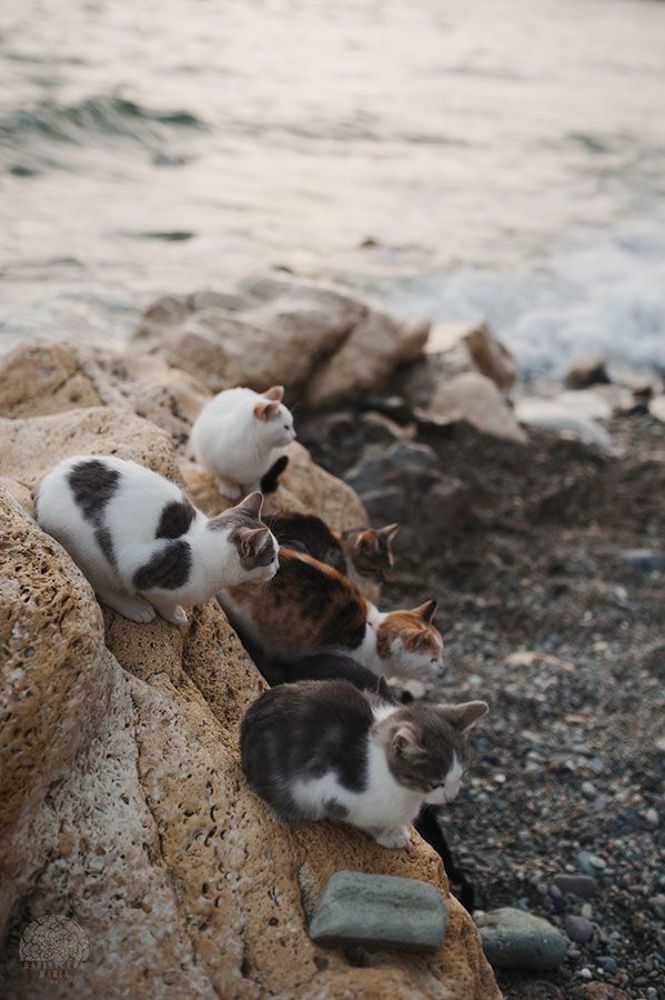 морские котики