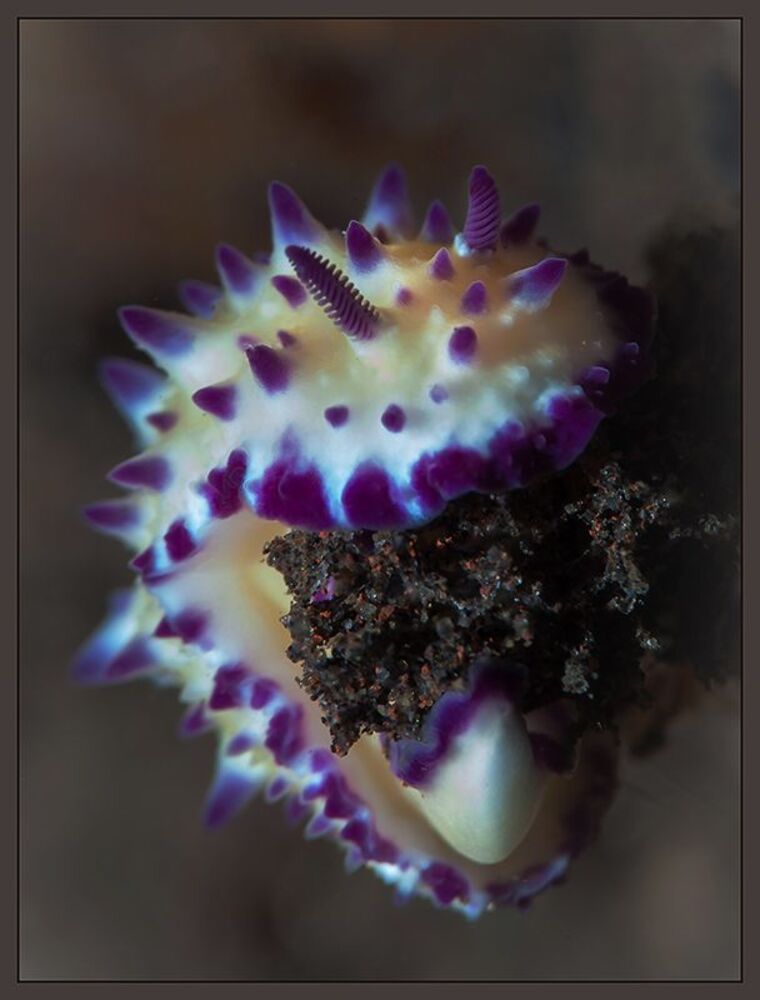 Flowers of Bali