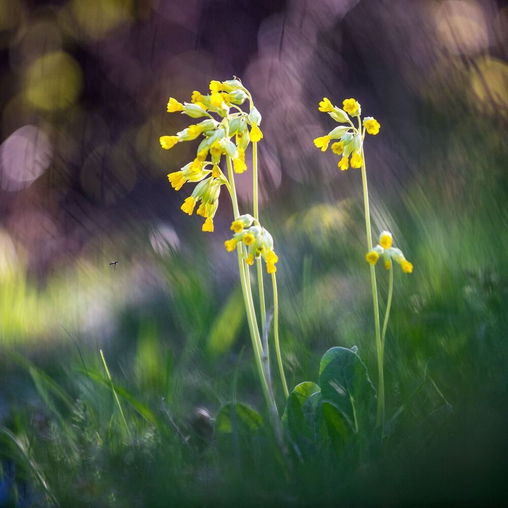 Photo 477316