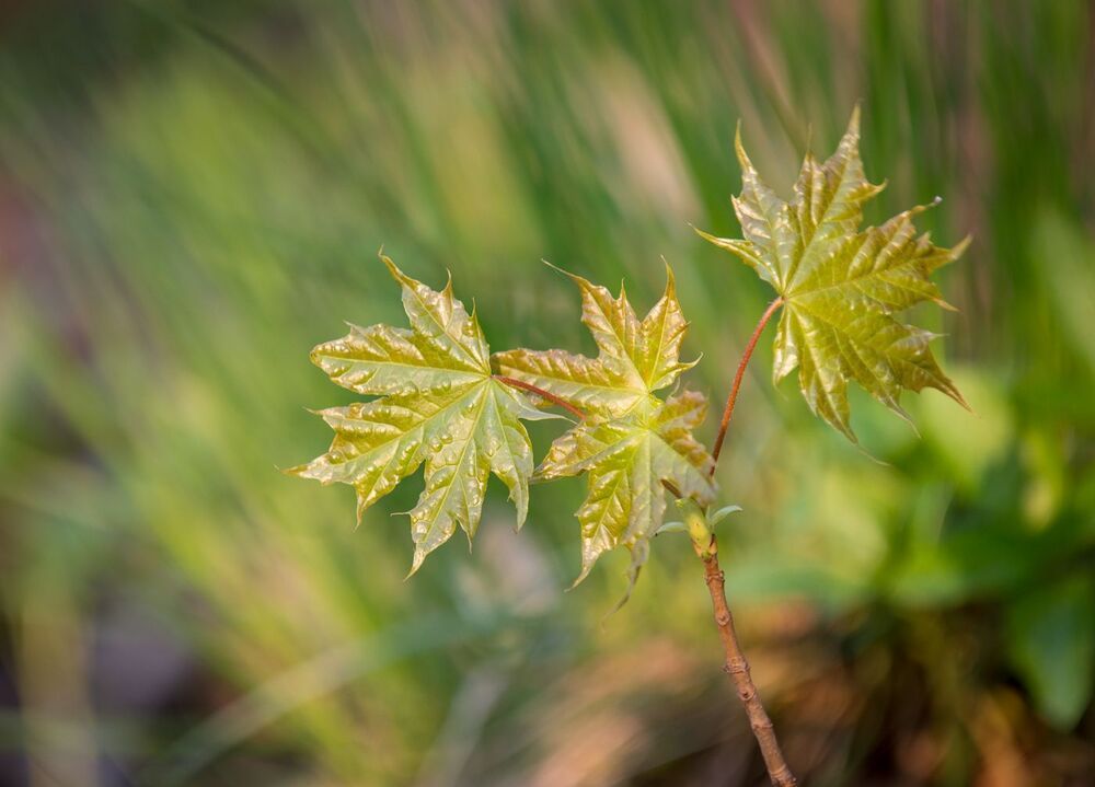 Photo 477319