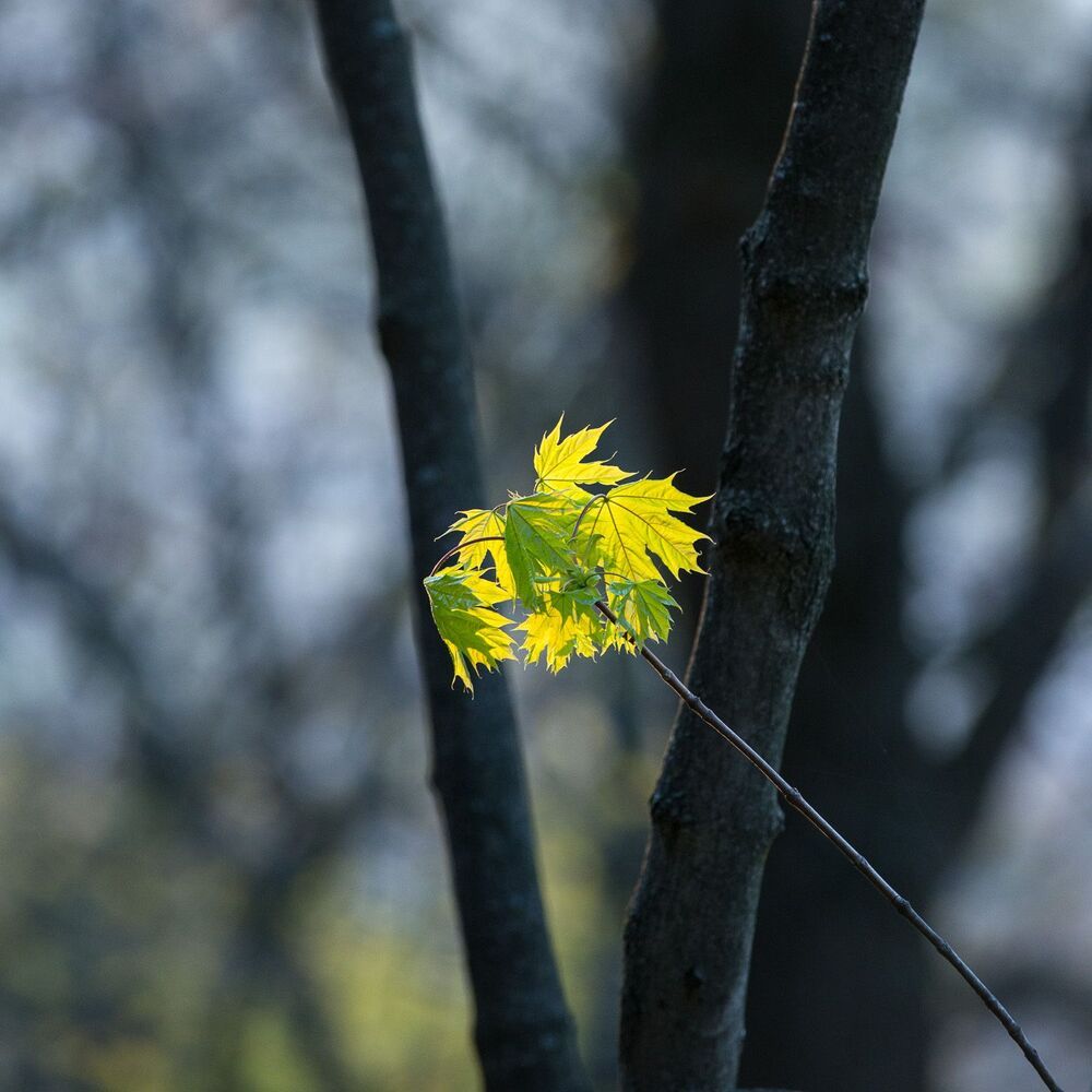 Photo 477320